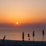 Vinea Santorini *